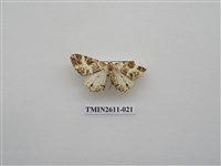 藏品(尺蛾128)的圖片